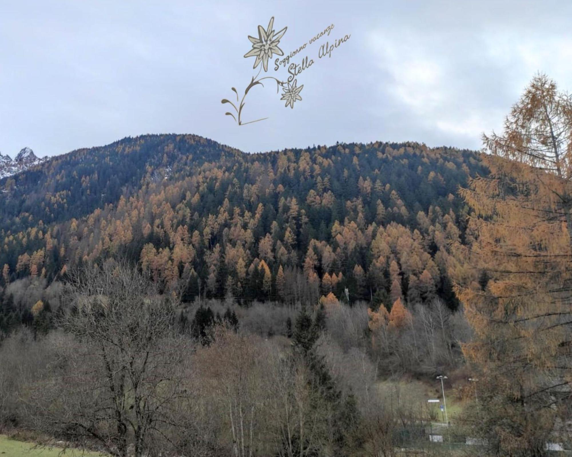 Soggiorno Vacanze Stella Alpina Temù المظهر الخارجي الصورة