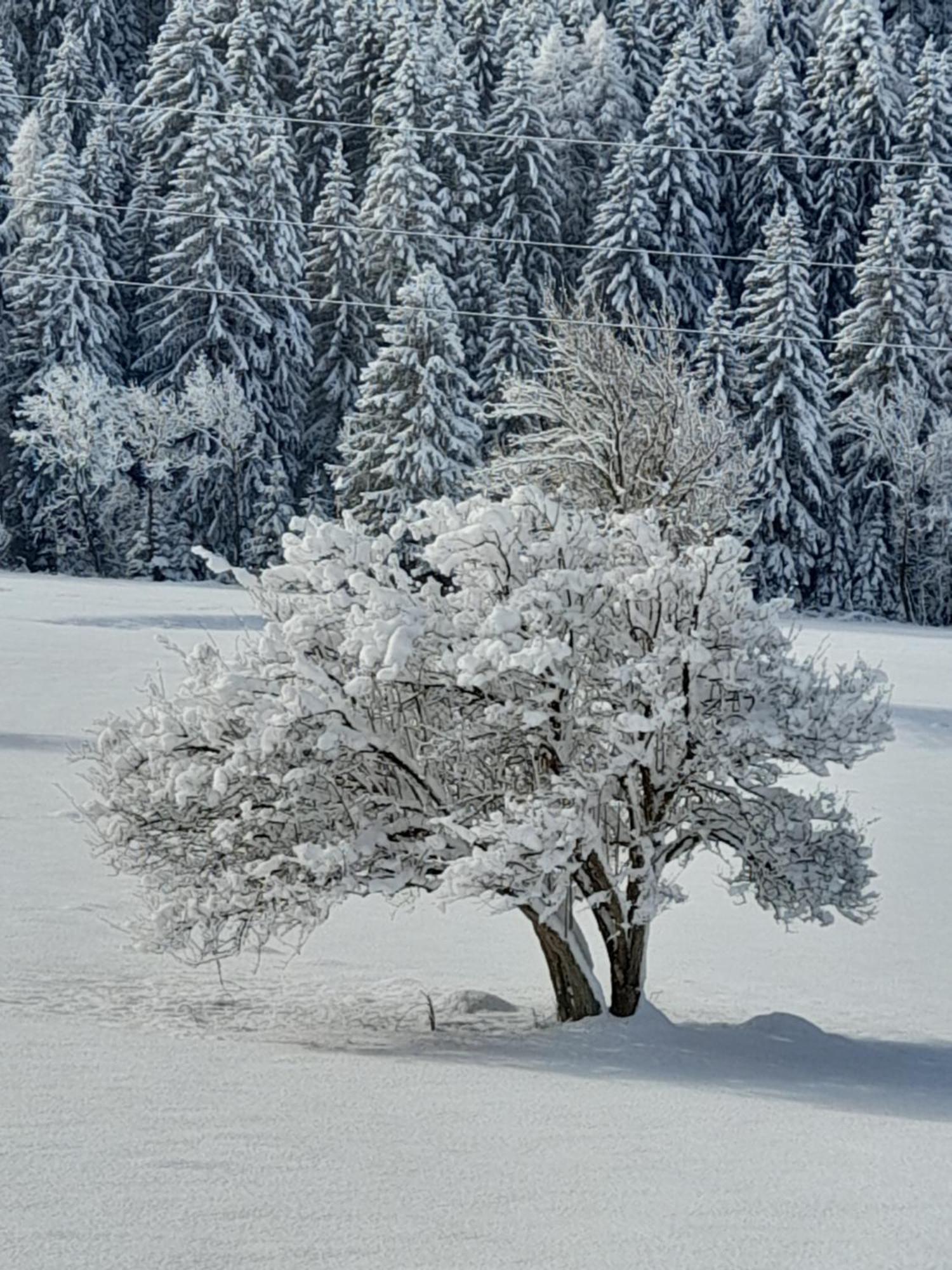 Soggiorno Vacanze Stella Alpina Temù المظهر الخارجي الصورة